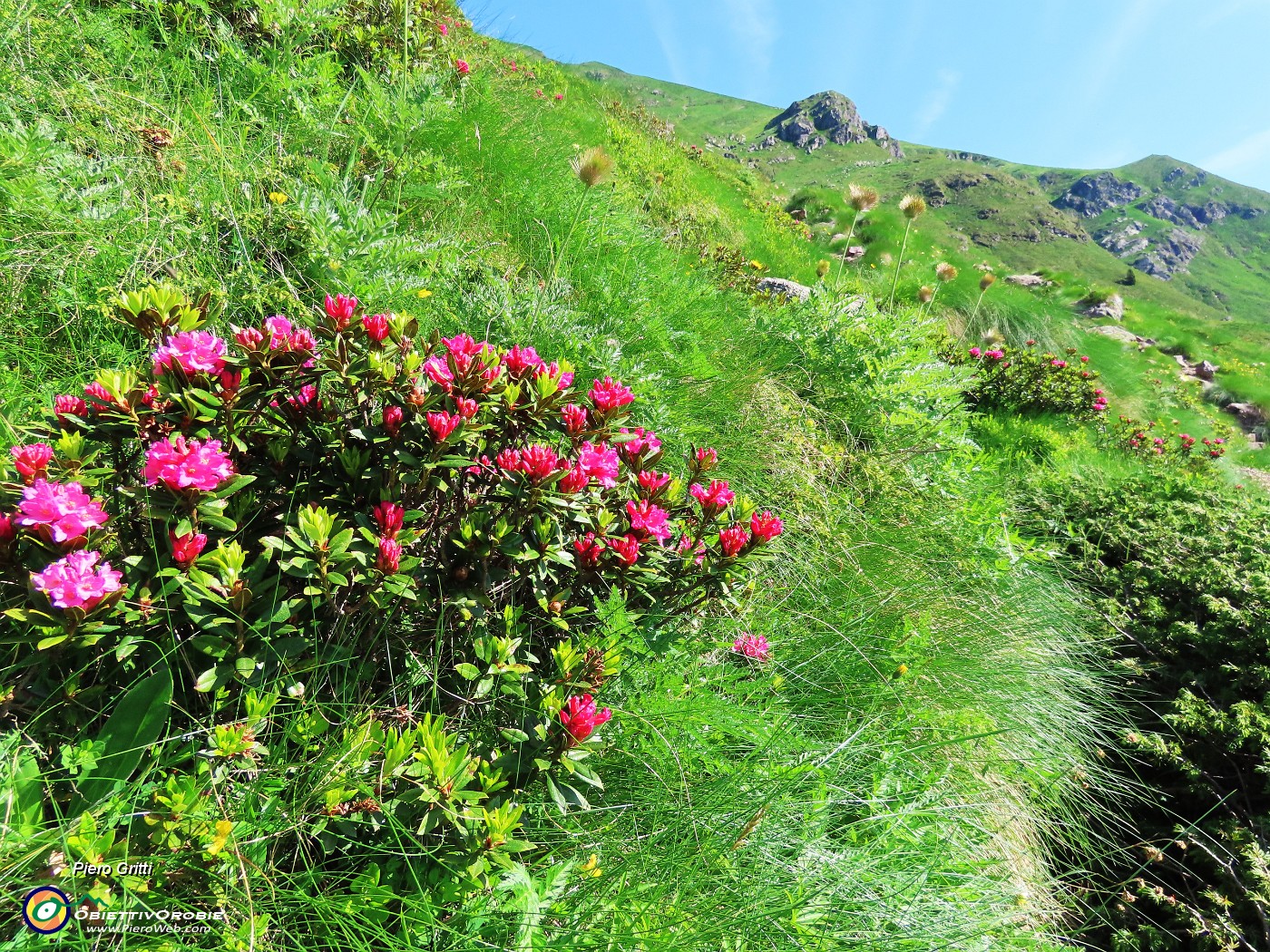 17 Rhododendron ferrugineum (Rododendro rosso) .JPG
